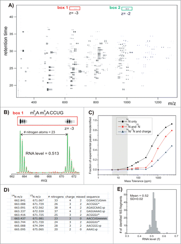 Figure 10. (See previous page). LC-MS separation and data fitting. Results of the control experiment in which 14N- and 15N-labeled and individually purified 16S RNA were mixed in a 1:1 molar ratio and digested with ribonuclease T1. (A) Low-resolution contour plot of the LC-MS run, showing pairs of the co-eluting 14N/15N rRNA fragments. Data were collected using negative ionization mode. (B) High-resolution LC-MS peak profiles (box 1), MS isotope distributions (red dots), and their least-squares fits (green traces) for a representative 16S fragment (box1 in A). (C) Ambiguity of peak identification as a function of the mass tolerance parameter (ppm). MS peaks were matched against the 16S theoretical digest (described in D), and the fraction of experimental peaks assignable to more than one rRNA fragment was calculated. Peak identification was carried out using m/z values for 14N-labeled fragments only (black); m/z for both 14N- and 15N-labeled fragments and assuming that fragments should elute within 0.1 min of each other (red); using 14N and 15N m/z and charge state (z) of the 2 species (blue). (D) Excerpt of the RNase T1 theoretical digest containing predicted 16S RNA fragments and their monoisotopic m/z values in the ‘vicinity’ of (m62A)(m62A)CCUG (gray box). Digest includes RNA species with charges 1–4, with 0−2 missed cleavages and either linear or cyclic (>p) phosphate at 3′ terminus. List is sorted by 14N m/z values. m − is a methyl group, >p − cyclic phosphate (otherwise linear), and * marks compositionally nonunique RNA fragments included as a single entry. (E) Histogram of RNA level values calculated for all 16S rRNA fragments identified in the control experiment. Reprinted with permission from Journal of the American Chemical Society, volume 136, pages 2058–2069. © 2014 American Chemical Society.