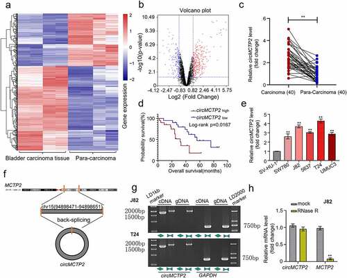 Figure 1. Expression and verification of circMCTP2 in BC tissues and cell lines. A. The heat map of differentially expressed circMCTP2 in BC a tissues and adjacent noncancerous specimens based on the GEO database. B. The volcano plot of differentially expressed circMCTP2 in BC tissues and adjacent noncancerous specimens based on the GEO database. C. The mRNA expression of circMCTP2 in 40 pairs of BC tissues and adjacent noncancerous specimens were determined by qRT‐PCR analysis. D. Kaplan-Meier survival analysis of BC patients with high or low circWHSC1 expression. E. The mRNA expression of circMCTP2 in normal urothelial cells line SV-HU-1 as well as five BC cell lines (SW780, J82, 5637, T24, and UMUC3) were quantified by qRT‐PCR analysis. F. Schematic illustration of the MCTP2 gene forming circMCTP2 by back splicing. G. The existence of circMCTP2 was confirmed in BC cell lines (J82 and T24). H. The mRNA expression of circMCTP2 and MCTP2 in BC J82 cells with or without RNase R treatment were calculated by qRT‐PCR analysis. The experiment was performed in triplicate. ‘**’ presents p < 0.01.