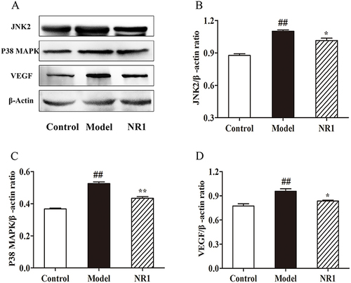 Figure 6 Notoginsenoside R1 modulates the expression of proteins related to endothelial factors. (A) Expression levels of related protein expression were ascertained by the Western blot. Quantitative analysis of the levels of (B) JNK2, (C) P38 MAPK, and (D) VEGF expression, and β-Actin was used the internal control of proteins. All data points are expressed by the means ± SD. ## p < 0.01 and # p < 0.05 versus control group; ** p < 0.01 and * p < 0.05 versus model group.