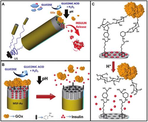 Figure 10 (A) Schematic illustration shows the pH-triggered insulin release nanomachine approach based on US-propelled mesoporous silica (MS)-Au nanomotors. (B) Glucose responsive gated insulin-containing nanocontainers. Steps involved in the insulin release mechanism: PBA-functionalized MS segment is capped with pH-sensitive nanovalves based on the GOx gating trigger molecule that leads to the autonomous insulin delivery in the presence of glucose. (C) Protonation of the PBA groups induces the opening of the pH-driven gate and uncapping of the In-loaded nanovalves.