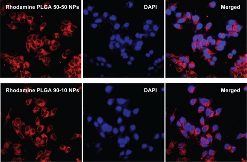 Figure 7 Confocal images of MCF7 cells after 2 hours incubation with rhodamine-entrapped PLGA NPs.Abbreviations: DAPI, 4′,6-diamidino-2-phenylindole; NP, nanoparticle; PLGA, poly (D, L-lactic-co-glycolic acid).