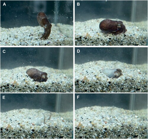 Figure 4. Burying behaviour in sepiolids. A, An individual of Sepiola intermedia shortly before resting on the sediment; B, Settling/resting posture before the start of burying; C, D, Phase 1 of the burying behaviour. After the formation of a depression in the sediment by tilting the body slightly forwards and ejecting a gentle forward-directed water jet, alternating backward- and forward-directed water jets are ejected to cover nearly the whole body with sediment; E, Phase 2 of the burying behaviour. A series of arm sweeps is conducted to gather sediment from its circular vicinity to cover the remaining body parts; C–E, During the burying procedure, the animal shifts from a dark to a pale body colouration; F, Fully buried individual. Credits: A–F, Photos taken by Christian Drerup.