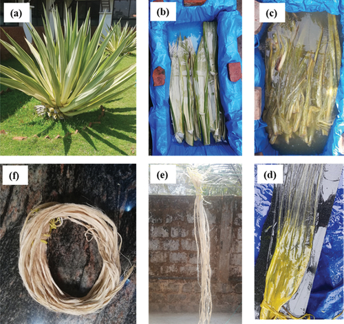 Figure 1. Extraction of FF fiber by water retting process (a) FF plant, (b) FF leaves under water retting process, (c) Decayed leaves in the water tank, (d) Separation of fibers from the decayed substances, (e) Sun-drying of FF fiber, (f) FF fiber bundles.