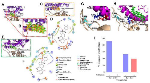 Figure 2 Withanone docks at the interface of the ACE2-RBD complex and shifts slightly towards the center of the interface, modulating several molecular interactions in the process.