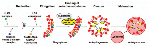 Figure 1 Model for selective autophagy in mammalian cells. Autophagosome formation is initiated (nucleation step) by the ULK1 complex and the class III PtdIns 3-kinase complex located at the phagophore. Additional ATG proteins are required for growth of the phagophore (elongation step), that depends on two Ub-like conjugation reactions. First, conjugation of ATG12 to ATG5 results in the formation of an oligomeric complex between the ATG12-ATG5 conjugate and ATG16L. This complex then acts as an E3 ligase assisting the E2 ATG3 in the lipidation of ATG8 family proteins at the phagophore. Selective autophagy depends on binding of substrates to the inner surface of the growing phagophore, and this can be achieved by cargo receptors that are associated both with the substrate and with lipidated ATG8 family proteins anchored to the phagophore. Aggregation of the substrate and/or cargo receptor is required for efficient sequestration. Closure results in the formation of a double-membrane autophagosome. Fusion of autophagosomes with late endosomes or lysosomes (maturation step) is then required for the formation of autolysomes where the substrates are degraded.