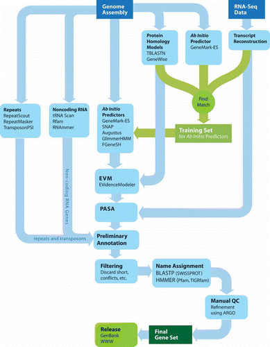 Figure 6. The Broad Institute Eukaryotic Genome Annotation Pipeline. Genome sequences are annotated by leveraging multiple sources of evidence for genes, including ab initio gene predictions, protein and transcript alignments, all of which are distilled into a consensus gene set. Gene products are named based on homology to proteins or domains of known function, manually refined, and ultimately released to public databases.