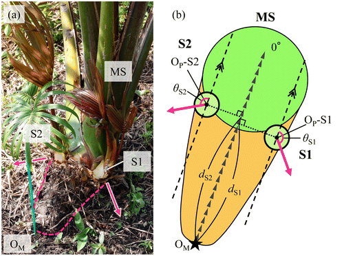 Figure 1. Base of the MS (a) and an upper view of the MS (b) at about one year after transplantation. MS stands for main stem. Blue pole in (a) and the star symbol in (b) show the reference point (OM). S1 and S2 are primary suckers that appeared from MS; OP–S1 and OP–S2 denote the appearance positions from MS. ▶▶▶ indicates the creeping direction of MS. Rosy arrows indicate the creeping directions of S1 and S2.(a): Rosy dashed line ( – ) shows the creeping part of MS and (b): dS1 and dS2, respectively, denote the distances from OM to OP–S1 and OP–S2. θS1 and θS2 are angles of their creeping direction subtended by the creeping direction of MS.