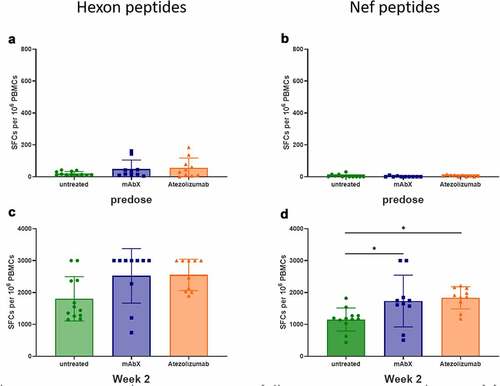 Figure 8. Detection of cellular IFNγ response by ELISPOT assay following ex-vivo stimulation of freshly isolated PBMCs (sixteen immunized MCMs) with a peptide pool covering the complete sequence of the Adenovirus hexon, at 0.6 µM (total peptide concentration, A and C) or with a pool of three Nef peptides (RM9, HW8 and LT9 at 10 µM each, B and D) or Conditions for which spots were too numerous to count were arbitrary set at 3000 SFCs per 106 PBMCs. *, p < .05 indicates statistical significance compared to the untreated group