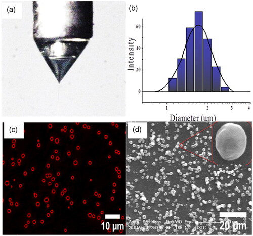 Figure 2. The stable cone-jet mode and the PTX-SLMPs producing CEHDA process. (a) The morphology of the coaxial cone and the coaxial jet; (b) Size distribution of PTX-SLMPs; (c) Confocal fluorescence microscopic image showing the core-shell structure of the fluroescent-labelled PTX-SLMPs; (d) SEM image of PTX-SLMPs prepared by CEHDA process.