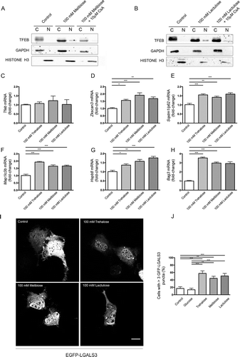 Figure 8. Melibiose and lactulose effects are mediated by PPP3CB: induction of ALP gene expression and LMP. (a-b) WB analysis of cytoplasmic (c) and nuclear extracts (N) of NSC34 cells untreated (control) or treated with 100 mM melibiose (a) or 100 mM lactulose (b) in the absence or presence of 10 μM CsA for 1 h. GAPDH and histone H3 were used as internal loading controls for cytoplasmic and nuclear fractions, respectively. (c-h) RT-qPCR on NSC34 cells untreated (control) or treated with 100 mM trehalose, 100 mM melibiose or 100 mM lactulose for 48 h. The relative fold difference of mRNA expression was determined using untreated samples as internal control. Data are means ± SD of 4 independent samples. RT-qPCR for the following mRNA: Tfeb (c); Zkscan3 (d); Sqstm1/p62 (e); Map1Lc3b (f); Hspb8 (g); Bag3 (h). Bar graphs represent the relative fold induction of these genes (*p < 0.05, ** p < 0.005, *** p < 0.001, one-way ANOVA with Tukey’s test). (i) Fluorescence microscopy analysis (63X magnification) performed on NSC34 cells that were transfected with a plasmid encoding EGFP-LGALS3, and treated with 100 mM trehalose, 100 mM melibiose or 100 mM lactulose for 2 h; scale bar: 10 μm. (j) Bar graph shows the quantification of percentage of cells with > 3 EGFP-LGALS3 puncta; the fields were randomly selected and at least 100 cells for each sample were counted (n = 3) (** p < 0.005, *** p < 0.001, one-way ANOVA with Tukey’s test).