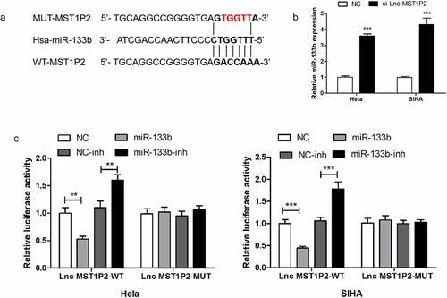 Figure 2. Lnc MST1P2 targeting miR-133b in Hela and SIHA cells. (a) Identification of miR-133b as a binding target of Lnc MST1P2. (b) detection of miR-133b level. GAPDG was used as an internal control. (c) Luciferase activity in Hela and SIHA cells. **P < 0.01, ***P < 0.001