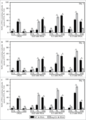 Figure 1. An exposure of WT cells to various concentrations of exogenous POA elicits differential effects on the relative levels of C16:1 molecular species (i.e., POA-containing species) of PL and TAG, and the atg32Δ-dependent mutational block of mitophagy alters these effects. WT and atg32Δ cells were recovered at days 1, 2 and 4 of culturing in YP medium initially containing 0.2% glucose as carbon source. Extraction of cellular lipids, and mass spectrometric identification and quantitation of various molecular species of non-esterified (“free”) fatty acids (FFA), phospholipids (PL) and triacylglycerols (TAG) were carried out as described in Materials and Methods. The relative level of POA-containing molecular species for each lipid class (i.e., FFA, PL and TAG) was calculated as mol% of all these lipid classes. Data are presented as means ± SEM (n = 3; *P < 0.01; ns, not significant). For FFA, POA-containing molecular species are their C16:1 species. For the PA, PS, PE, PC and PI classes of PL, POA-containing molecular species are the C32:1, C32:2, C34:1 and C34:2 species of each of them. For the CL class of PL, POA-containing molecular species are its C64:4, C66:4, C68:4, C70:4 species. For TAG, POA-containing molecular species are their C48:2, C48:3, C50:2, C50:3, C52:2, C52:3 species.