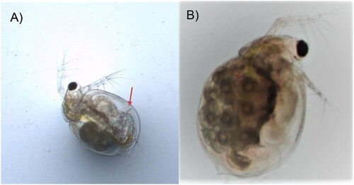 Figure 1. Photos of Ceriodaphnia dubia. This species can be distinguished from other related species based on dorsolateral depression between head and rest of body, (A) postadominal claw (arrow), and (B) lack of rostrum and tail spine. The photos were taken by the authors.