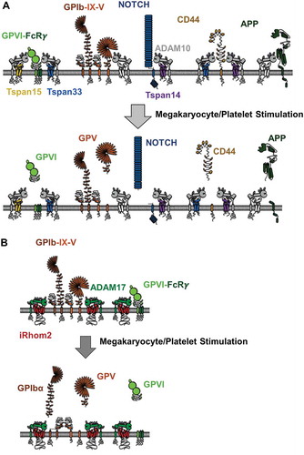 Figure 3. ADAM10 and ADAM17 substrate cleavage on the megakaryocyte/platelet surface. (A) GPVI is not constitutively cleaved on platelets but is cleaved upon platelet activation. Some other ADAM10 substrates, GPV, Notch, CD44, and amyloid precursor protein (APP) are depicted, but their cleavage on platelets is not well characterized. Nevertheless, studies on other cell types, and in cell line models, suggest that different TspanC8s promote cleavage of distinct substrates. For example, Tspan14 appears to protect GPVI from cleavage, Tspan14 promotes Notch cleavage but Tspan15 inhibits, Tspan15 cannot promote CD44 cleavage, and Tspan15 effects on APP are cell type dependent. (B) GPIbα is constitutively cleaved by ADAM17. GPV and GPVI also appear to be shed by ADAM17 following platelet activation. Studies in other cell types suggest that ADAM17 trafficking and activation may be regulated by iRhom2, but this has yet to be tested in megakaryocytes or platelets.