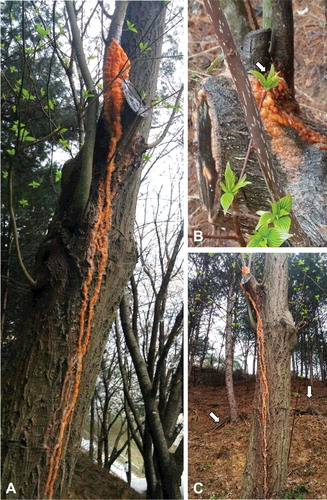 Figure 1. Spring sap-flows of Cornus controversa. Front view of the bleeding tree stem. Note the orange slime solidified on the stem (A), wound on the upper part of the stem. The pruning wound (arrow) was observed after removing the covered orange slime (B), side view of the bleeding tree stem. There were pruned twigs and branches (arrows) around the tree on the forest floor (C).