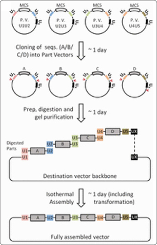 Schematic of Joseph Torella’s cloning methodology.