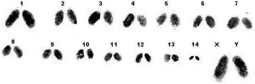 Figure 2. Karyotype of Arthrosphaera fumosa (2n = 30).