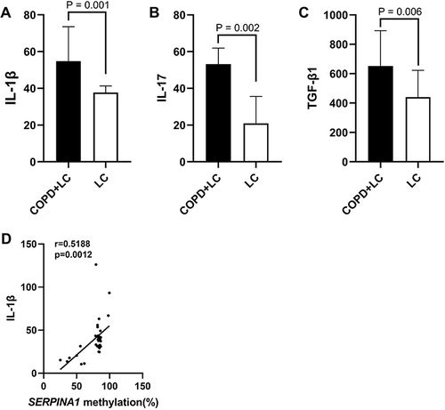 Figure 3 The inflammatory biomarkers in the COPD+LC group and the COPD group. (A) The levels of IL-1β in the COPD+LC group were higher than those in the LC group. (B) The levels of IL-17 in the COPD+LC group were higher than those in the LC group. (C) The levels of TGF-β1 in the COPD+LC group were higher than those in the LC group. (D) The association with the SERPINA1 methylation levels and IL-1β.