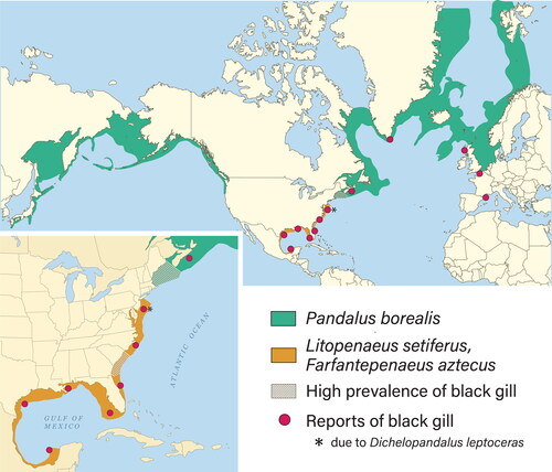 Figure 1. Geographic distribution of different species of penaeid and pandalid shrimp. Worldwide reports of black gill from various shrimp and crab species indicated with red dots.