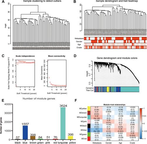 Figure 3 Construction and identification of the clinical characteristics-related modules. (A) The clustering dendrogram combined 106 cases of OS samples. (B) The clustering dendrogram of samples setting a height red line of 80 and the clinical trait heatmap. White represents the low value and red represents the high value in the traits of age and grade. While white represents non-metastasis or female and red represents metastasis or male in the traits of metastasis and gender. (C) The network topologic analysis of different soft thresholds (power). The chart on the left shows the effect of soft threshold power (X-axis) on the scale-free fit index (Y-axis). The chart on the right exhibits the effect of the soft threshold power (X-axis) on the average connectivity (degree, Y-axis). (D) Gene dendrogram and modules partition. Each colour represents a module. (E) The number of genes was measured in different gene co-expression modules. (F) Heatmap analysis for the correlation between clinical features and module eigengenes. Each row and column indicate the module’s characteristic gene and clinical trait, respectively; the corresponding coefficient of correlation and p-value are listed in each cell. According to the colour legend, the table is color-coded through correlation.