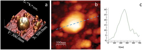 Figure 8. High resolution AFM topography of one MLP29 EV in buffer conditions; (a) 3D surface reconstruction of this MLP29 EV particle. (b) 2D topographic image (500 × 500 nm scan size, 256 × 256 pixels) of the same particle, indicating the line where the cross-sectional height profile (c) was calculated from the force map. The profile along the top of the EVs was determined by averaging the height of a five-pixel radius of influence. The height of the particle was considered as the maximum value obtained in this topographical profile.