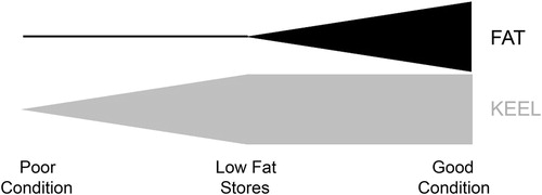 Figure 1. Predicted relationship between within-individual changes in body condition and fat and keel scores of migrating Northern Saw-whet Owls, where during migration fat stores are generally utilized preferentially to protein (catabolized from muscles and indexed by keel scores). Vertical depth of shaded areas represents relative magnitude of fat (black) or keel (grey) stores. High fat scores are generally associated with high keel scores and low keel scores are generally associated with low fat scores; however, birds with low fat scores may exhibit a wide range of keel scores and birds with high keel scores may exhibit a wide range of fat scores.