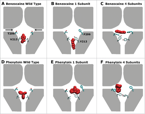 Figure 7. A schematic representation of the preferred drug binding positions (red) in the pore forming domain of NavAb (represented in gray) with the residues mutated in this study (206 and 213) shown explicitly for 2 of the 4 domains in each case. The fenestrations are indicated with black arrows in panel (A). Panels (A), (B) and (C) show the wild type, 1S, 4S channels in the presence of benzocaine while panels (D), (E) and (F) show the wild type, 1S, and 4S channels in the presence of phenytoin. Including increased aromaticity moves both drugs away from the activation gate site, and toward the fenestrations.