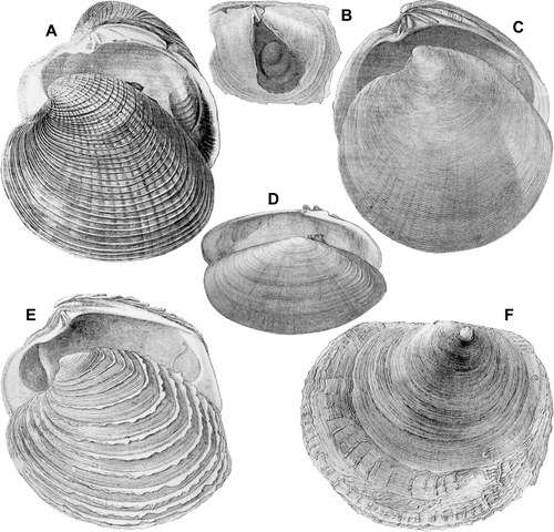 Fig. 4  Reproductions of illustrations of New Zealand marine molluscan type specimens, from Smith (1874), at published size. (A) Smith's pl. 3, fig. 4, Austrovenus stutchburyi (Wood, 1828), presumed syntype. (B,F) Smith's pl. 3, fig. 9, 10, Pododesmus (Monia) zelandica (Gray, 1843), “type figured” (syntype, Fig. 4F, Smith's fig. 10; and interior of byssal foramen enlarged). (C) Smith's pl. 3, fig. 2, Dosinia (Phacosoma) subrosea (Gray, 1835), “the type… is here figured”. (D) Smith's pl. 2, fig. 9, Soletellina nitida (Gray, 1843), presumed syntype. (E) Smith's pl. 3, fig. 11, Circomphalus yatei (Gray, 1835), “The type … is figured”.