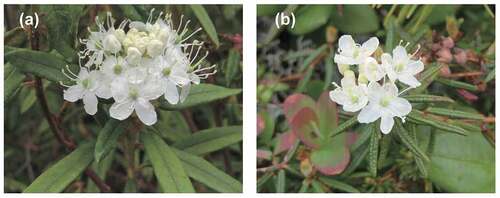 Figure 1. Pictures of two related Rhododendron species, (a) R. diversipilosum and (b) R. subarcticum, growing at alpine fellfields in Hokkaido of northern Japan.