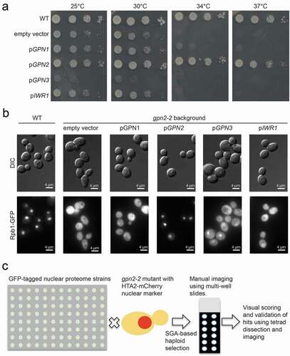 Figure 1. The Gpn2 protein has a unique essential role in growth and RNAPII import in budding yeast. (a) Serial dilution plating assays of WT or gpn2-1 mutant yeast (lower five rows) carrying the indicated plasmids and grown at the indicated temperatures. Only the GPN2 insert complements the ts-allele. (b) Localization of Rpb1-GFP in gpn2-2 mutants complemented with the indicated plasmids. DIC images are shown on top, with GFP on the bottom. (c) Schematic of nuclear proteome GFP array construction. A gpn2-2 mutant with an HTA2-mCherry nuclear marker was mated to the entire array, before sporulation and haploid selection to produce an output array suitable for manual imaging on 12-well slides