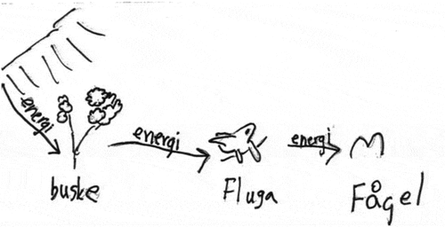 Figure 5. A drawing of a food chain, Group G, Grade 6. The chain starts with a sun to the left. The three arrows are marked with the word ‘energy’ (energi). From the sun, energy is transferred to a bush (buske), a fly (fluga) and a bird (fågel).
