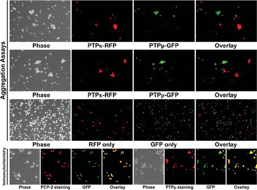 Figure 6. PTPκ-expressing cells sort away from PTPμ- and PTPρ-expressing cells. Sf9 cells coinfected with RFP and PTPκ were mixed with cells coinfected with GFP and either PTPμ or PTPρ and subjected to aggregation assay for 30 min. A control experiment with Sf9 cells expressing only RFP or GFP demonstrate that these two fluorescent proteins do not induce Sf9 cell aggregation. The overlay images demonstrate that only exclusively red or green aggregates formed in all aggregation experiments, demonstrating that the type IIb RPTPs sort away from each other. Phosphatase expression was detected in Sf9 cells grown in culture by immunocytochemistry with SK15 antibody and a Texas Red secondary antibody. The GFP expression following coinfection is shown in green. The overlay image demonstrates that GFP is coexpressed in the same cells as the phosphatases PCP-2 or PTPμ.
