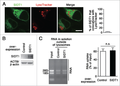 Figure 6. Effect of SIDT1 overexpression on RNautophagy. (A) Neuro2a cells expressing GFP-tagged SIDT1 were incubated with LysoTracker Red. Fluorescence images were visualized using a confocal laser-scanning microscope. Scale bar: 10 μm. Colocalization rate was quantified (right panel, n=3). (B) SIDT1 was overexpressed in Neuro2a cells. Protein levels were analyzed by immunoblotting using an anti-SIDT1 antibody. (C) Lysosomes were isolated from Neuro2a cells overexpressing SIDT1 or control transfectants. The RNA uptake assay I indicated in Fig. 2A was performed. Relative levels of RNA uptake were quantified. Mean ± SEM (n = 3). n.s., not significant.