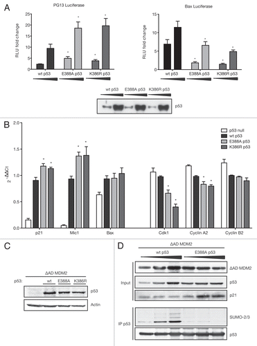 Figure 5 Sumoylation modulates p53's transcriptional activation and repression. (A) sumoylation modulates p53 transcriptional activation of luciferase reporters. HCT116 p53 cells were transfected with 10 or 100 ng wild-type (wt) or mutant p53, 30 ng ΔAD MDM2, 20 ng TK Renilla and 100 ng PG13 (left) or Bax (right) luciferase. Cells were lysed according to Promega's luciferase system instructions and luminescence measured in a microplate luminometer and analyzed using the Glomax Software. Relative Luciferase Units (RLU) were calculated dividing the readings obtained with Firefly divided by readings for Renilla luciferase and plotted as fold change relative to p53-null control. The diagram shows the mean of three independent triplicates of experiments with error bars as standard error of the mean. *indicates a p-value < 0.02. p-values were calculated using an unpaired, two-tailed Student t-test, comparing the RLUs of SUMO-mutant p53 to the RLU obtained after transfecting the same amount of wild-type (wt) p53. Triplicates were combined and equal p53-protein levels confirmed by protein gel blot. (B) sumoylation modulates mRNA levels of p53-activated and repressed target genes. H1299 cells were retrovirally infected with ΔAD MDM2 and empty vector, wild-type (wt) or SUMO-mutant p53. Half the cells were used for RNA extraction and reverse transcription PCR into cDNA. Quantitative Real-time-PCR was performed with a SYBR Green Master-mix for a number of p53-activated and -repressed genes. Gene expression was quantified relative to the housekeeping genes β2-microglobulin and ribosomal protein, large P0 (RPLPO) according to the comparative ΔΔCt-method. Results are displayed as mean of 2−ΔΔCt values obtained from three independent experiments. Error bars represent the standard error of the mean. * indicates a p-value ≤ 0.02 as calculated by an unpaired, two-tailed Student t-test comparing cells expressing SUMO-mutant p53 to those expressing wild-type p53. (C) p53 protein is expressed at comparable levels. The other half of infected cells generated for (B) was lysed in sample buffer, and equal p53-protein levels were confirmed by protein gel blotting with the p53-specific DO-1 antibody. (D) sumoylation of p53 represses activation of p21 at protein level. H1299 cells were transfected with 0.2, 0.5 and 1.0 µg of wild-type (wt) p53 or E388A p53 and 0.3 µg ΔAD MDM2. Cells were lysed under denaturing conditions and p53 immunoprecipitated using the DO-1 antibody (IP p53).