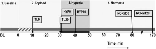 Figure 1. Experimental timeline. Stage 1. Baseline parameters are assessed. Stage 2. Topload is the period in which the study solutions were infused in 10 min (hatched zone on the time line) followed by an assessment of parameters afterwards TL0 and TL20. Stage 3. Hypoxia is induced by changing from FiO2 = 0.21 to 0.08. Data are taken immediately and 10 min after (HYP0 and HYP10). Stage 4. Normoxia, inspired air is switched back (FiO2 = 0.21). Data are taken 30 min later (NORM30) and in some animals 120 min later (NORM120). Parallel slash lines on the x-axis denote a break in the time axis. The flag represents time points where measurements are reported.