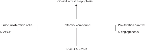 Figure 1 Representation of concomitant molecular changes after combination treatment with a potential compound: Combination therapies with agents that target endothelial cells to block angiogenesis, EGFR/ERBB2, and histone deacetylase inhibitors to prevent tumor adaptation in cancer treatment warrants experimental studies.