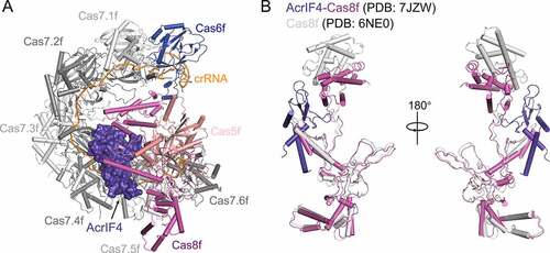 Figure 7. Overall structure of the Csy-AcrIF4 complex
