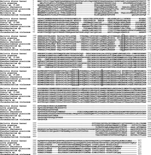 Figure 2. Multiple sequence alignments of HdMP with other MPs. Numbers to the right of the alignment refer to the position within the sequences. The locations of deleted amino acid residues are marked by dashes. The GenBank accession numbers are as follows: Haliotis discus hannai, KJ599465; L. gigantea, ES085431; Vibrio sp., T-1800, BAC87681; H. chejuensis, YP433709; P. piscicida, BAB79615; Photobacterium sp., ZP01158654; Moritella sp., ZP01898184; and C. violaceum, AAN78225. The conserved zinc-binding motif (HEXXH-E) and double glycine motif are shown in boxes.