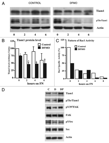 Figure 4 Polyamine depletion decreases Tiam1 protein and Rac1 activity. IEC-6 cells were grown to confluence in control and DFMO containing media for 3 days and serum starved for 24 h. Cells were trypsinized and conditioned in medium with or without DFMO for 30 minutes at room temperature before plating on fibronectin-coated plates. One aliquot of cells was taken at time 0. (A) 20 µg protein from each sample was analyzed by western blotting to detect Tiam1 and pThr-Tiam1 proteins. (B) Densitometric analysis of Tiam1 levels from 3 different experiments. Values are mean ± SEM of triplicates. *Significantly different compared to respective control (p < 0.05). (C) GTP-Rac1 separated using GST-PAK pull down as described in the methods. The western blots were scanned and the specific activity of Rac1 was calculated as a ratio of GTP-Rac1 (active) to the total Rac1. A representative experiment for the pattern of Rac1 activity is shown. (D) Cells were grown to confluence in control, DFMO and DFMO plus putrescine containing media for 3 days and serum starved for 24 h, trypsinized and plated on fibronectin-coated plates and allowed to attach for 4 h. Attached cells were lysed and 20 µg protein from each sample was analyzed by SDS-PAGE using specific antibodies. Representative blots from three observations are shown.