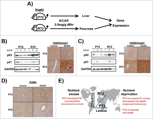 Figure 5. Differential regulation of CDKN1A (p21) in P72 and R72 mice following AICAR treatment. (A) Design of experiment: P72 and R72 mice were injected with AICAR (2 mg/g) or dilution vehicle and the liver and pancreas were collected after 48 hours. Total protein was extracted and subjected to western blotting (n = 2 mice per genotype per treatment). Additionally, tissues were fixed, sectioned and subjected to staining (n = 2 mice per genotype per treatment). (B) CDKN1A (p21) protein expression in the pancreas from P72 and R72 mice treated with AICAR was assessed by western blotting and immunohistochemical staining. (C) CDKN1A (p21) protein expression in the liver from P72 and R72 mice treated with AICAR was assessed by western blotting and immunohistochemical staining. (D) PUMA protein expression in the liver from P72 and R72 mice treated with AICAR was assessed by immunohistochemical staining. E. Model for the relationship between the codon 72 SNP of p53 with latitude and metabolic stress.