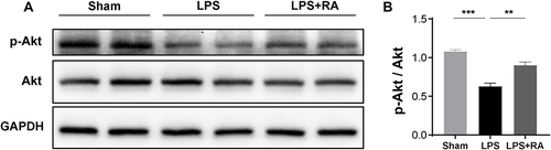 Figure 7 RA affects the expression of p-Akt in hearts of LPS treated mice. (A) Representative Western blot images of p-Akt, Akt. (B) Densitometric quantification analysis of the protein expression levels of p-Akt and Akt in mice. **P < 0.01, ***P < 0.001 vs LPS.