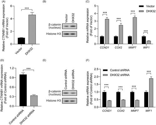 Figure 4. DHX32 regulates the activation of β-catenin pathway in Huh7 cells. (A) The expression of β-catenin in DHX32-overexpressing HCC cells was determined by RT-PCR assay. (B) The protein level of β-catenin in nucleus of Huh7 cells was detected by Western blot assay. (C) The mRNA expression of β-catenin pathway target genes (CCND1, COX2, and MMP7) and WIF1 in DHX32-overexpressing Huh7 cells was examined by RT-PCR assay. (D)RT-PCR assay for the mRNA expression of Huh7 cells with DHX32 knockdown. (E) The effect of DHX32 shRNA on β-catenin expression in nucleus of Huh7 cells was determined by Western blot assay. (F) RT-PCR assay was used to detect the mRNA expression ofCCND1, COX2, MMP7, and WIF1 in Huh7 cells transfected with DHX32 shRNA. Data are presented as mean ± SEM (n = 5). *p < .05, **p < .01, and ***p < .001 compared with the Vector- or Control shRNA-transfected groups.