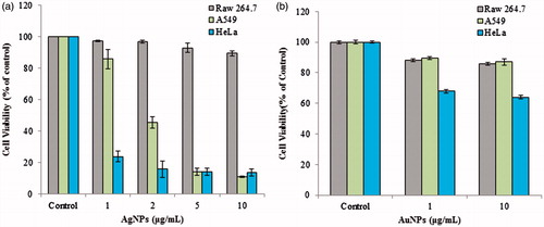 Figure 7. Cytotoxic effect of silver nanoparticles (a) and gold nanoparticles (b) against RAW 264.7 macrophages cell line, A549 lung cancer cell line and HeLa cervical cancer cell lines, respectively.