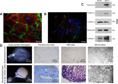 Figure 3 Biomimetic scaffolds