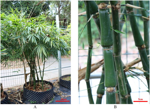 Figure 1. The reference image of the plant of Bambusa tuldoides f. swolleninternode (taken by the authors; A: whole plant; B: aboveground stems of plant).