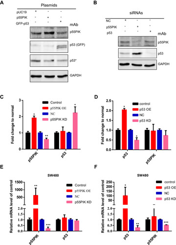 Figure 3 Correlation of gene expression between p55PIK and p53. (A) Western blotting of either p55PIK or p53 in SW480 cells. The plasmids harboring p55PIK or p53 were used to upregulate the expression of p55PIK and GFP-p53, respectively. Asterisk indicated endogenous p53 protein. (B) Specific siRNAs targeting p55PIK mRNA or p53 mRNA were used to knockdown p55PIK and p53. NC: negative control. (C) The effects of p55PIK up-regulation and down-regulation on p53 protein expression. Data are mean ± SEM. N = 3 samples per group; *p < 0.05; **p < 0.01, compared with the control group. (D) The effects of p53 up-regulation and down-regulation on p55PIK protein expression. Data are mean ± SEM. N = 3 samples per group; *p < 0.05, compared with the control group. (E) The effect of p55PIK up-regulation and down-regulation on p53 mRNA level in SW480 cells. Data are mean ± SEM. N = 4 independent experiments; **p < 0.01; ***p < 0.005, compared with the control group. (F) The effect of p53 up-regulation and down-regulation on p55PIK mRNA level in SW480 cells. Data are mean ± SEM; N = 4 independent experiments; *p < 0.05; **p < 0.01; ***p < 0.005, compared with the control group.