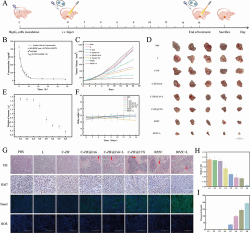 Figure 6 (A) Schematic illustration of the experimental approach of RPZC In vivo. (B) Pharmacokinetics profiles of RPZC after i.v. injection into the mice. (C) Growth curves of tumors with disparate treatments. (D) Representative tumor photographs of mice from each treatment group post-treatment (Scale bar: 1 cm). (E) The weights of tumors dissected from mice across different treatment groups (G1: PBS, G2:660 nm Laser, G3: C-ZIF, G4: C-ZIF@Ce6, G5: C-ZIF@Ce6+660 nm Laser, G6: C-ZIF@CTX, G7: RZCP NPs, G8: RZCP NPs+660 nm Laser). (F) Body weight variation with different treatment. (G) H&E, Ki-67, Tunel and ROS staining of tumor tissue from various treatment. (H) Quantification of Ki-67 expression. (I) Quantification of Tunel green fluorescence intensity. (B, C, E, F, H, I created using Origin 2021 software).