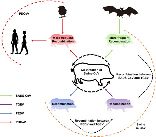 Figure 5. Intra- and interspecies transmission and recombination of different swine enteric coronaviruses. Green, purple, blue, and red arrows represent the transmission of SADS-CoV, TGEV, PEDV, and PDCoV, respectively, between bats, sparrows, and swine (shown in the legend on the side of the figure). Unbroken arrows represent confirmed transmission between the two species in question, and broken arrows represent suspected interspecies recombination.
