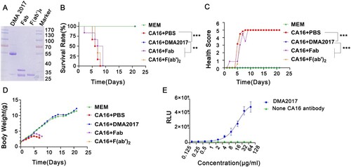 Figure 5. The Fc fragment is essential for DMA2017 against CA16 infection. (A) SDS-PAGE of Fab and F(ab’)2. Groups of mice (n = 6) were infected with 54 CCID50 BJCA08/CA16. The mice were treated with 10 μg/g of DMA2017, Fab, F(ab’)2 or PBS via intraperitoneal route. (B)The survivorship curve of each group. (C) Clinical symptoms of mice were monitored and recorded for 21 days. (D) Weight change of each group. (E) DMA2017 mediated the ADCC between Murine FcγRIII Jurkat cell and CA16 P1 expressing 293 T. The asterisk indicates significant differences at **P < 0.01 and ***P < 0.001.