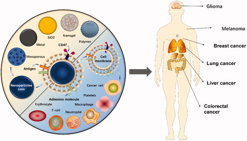 Figure 1. Cell membrane-coated nanoparticles for cancer drug delivery. Cell membranes extracted from different types of cells are used to encapsulate different types of nanoparticles for cancer treatment.